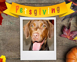 Petsgiving: A Thanksgiving Dinner Recipe for Dogs
