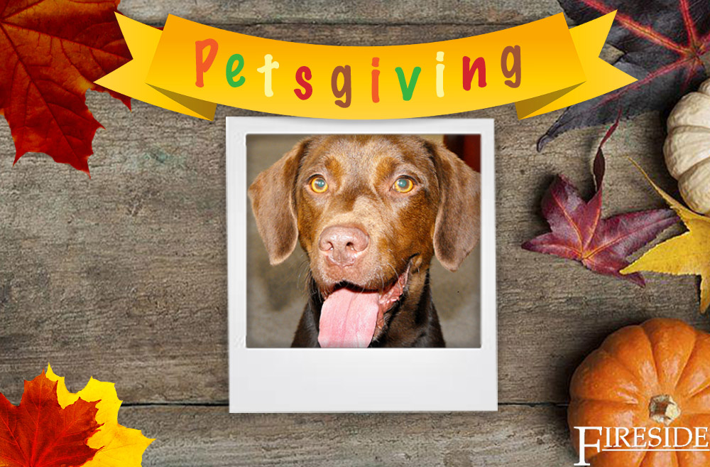 petsgiving recipe